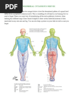 Dermatomes Vs Peripheral Cutaneous Nerves