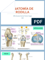 Anatomia de Rodilla SCTV