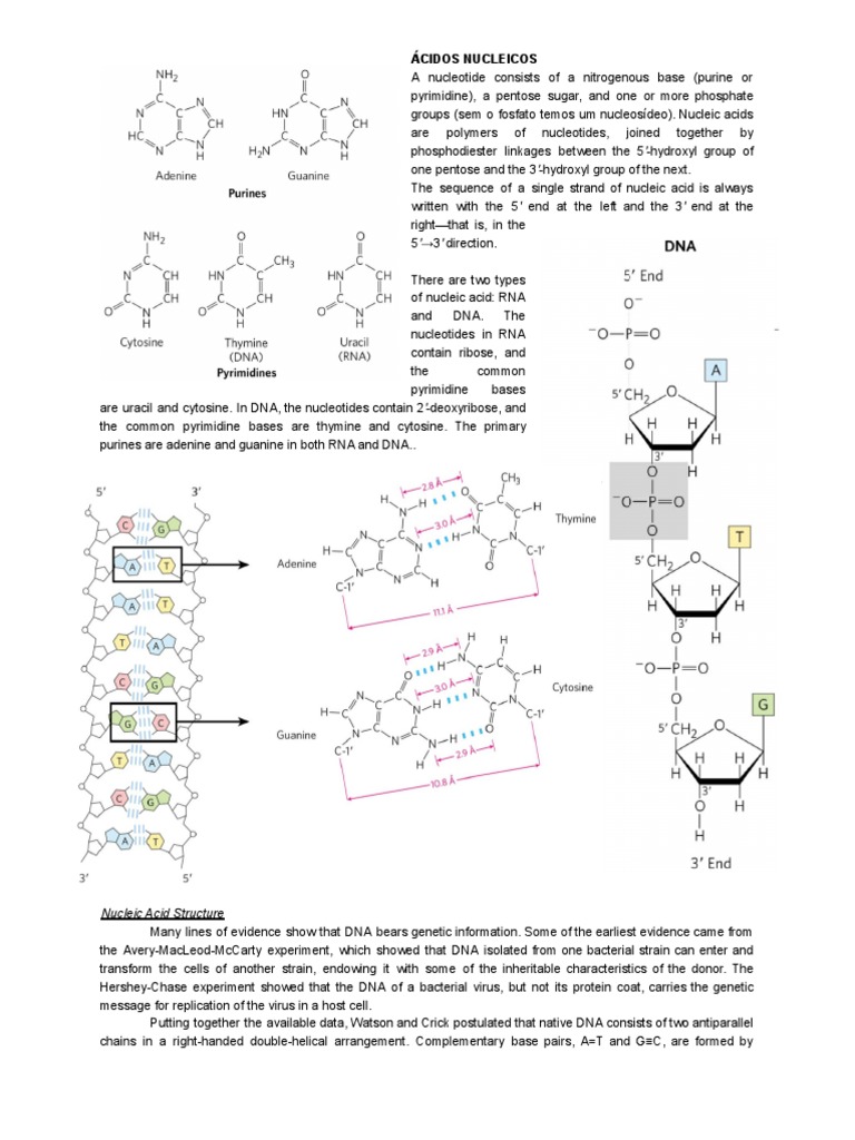 Nucleic Acids Summary PDF Nucleic Acids Dna