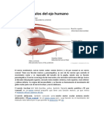 El Nervio Oculomotor