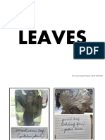 Leaf Arrangement and Types