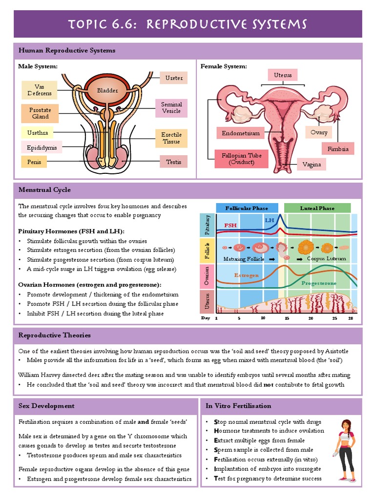 6.6 Reproductive Systems | PDF | Menstrual Cycle | Luteinizing Hormone