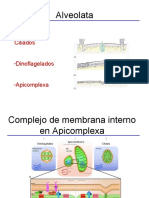 Apicomplexa