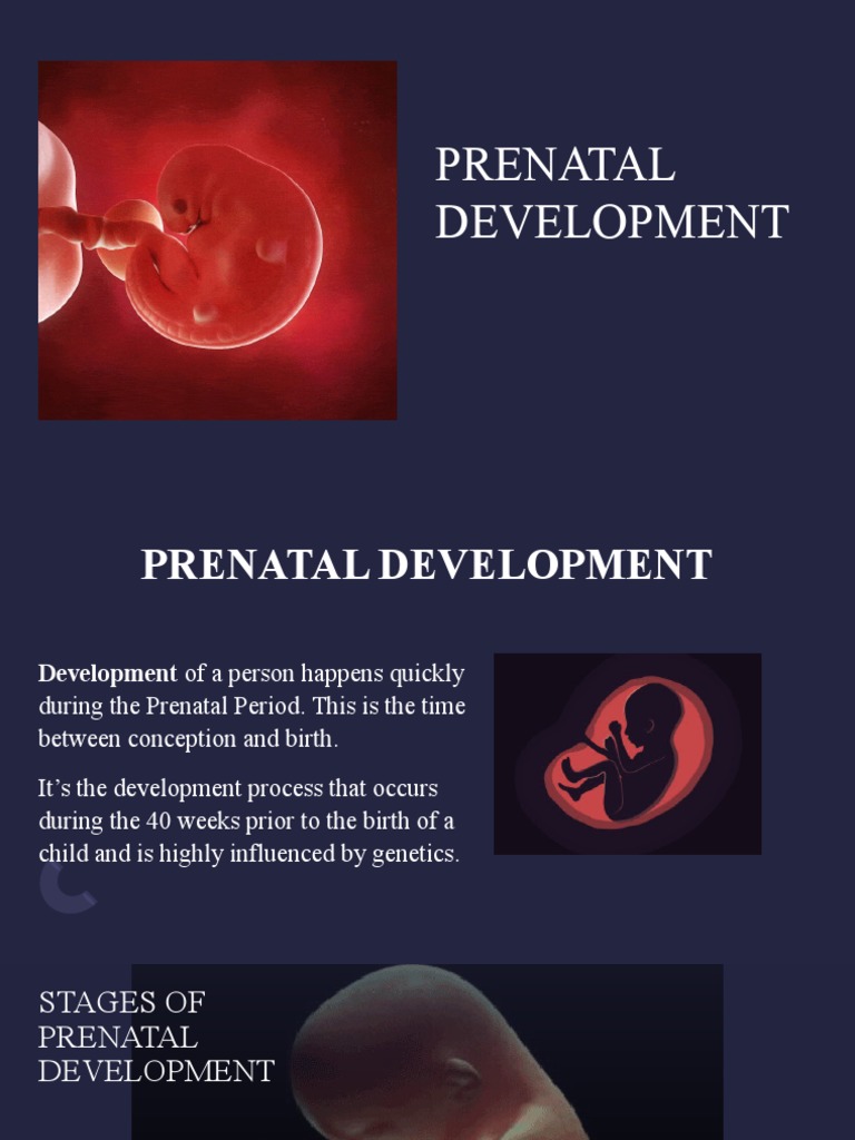 Prenatal Development PDF Prenatal Development Fetus