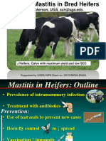 Managing Mastitis in Bred Heifers