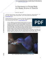 Reticulata: The Phenotypic Expression of Purple Body (PB) in Domestic Guppy Strains of Poecilia