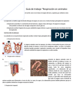 TEMA LA RESPIRACION ANIMAL 11oc