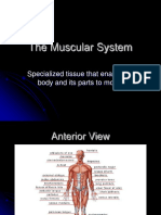 Muscular System Structure Function Movement