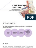 Anatomia Irrigacion Pelvis