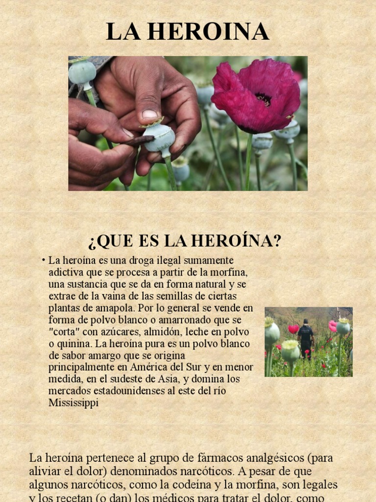 Efectos y tipos de la heroína | PDF | Heroína | Morfina