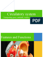 circulatory_system