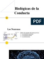 Bases Bioloìgicas  y procesos cerebrales