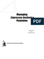 Cupressus Lusitanica: Managing Plantation