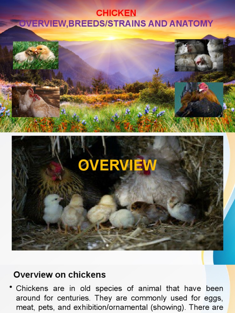 Chicken Breeds and Anatomy Overview | PDF | Chicken | Birds