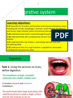 Digestive System Structure and Process