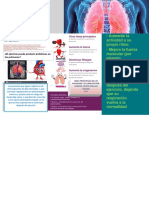 Los Pulmones y El Ejercicio Ideas Principales