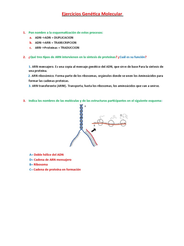 Ejercicios de Genética Molecular | PDF | Adn | Rna