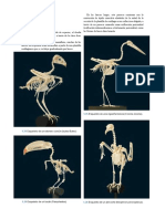 Anatomia Aviar