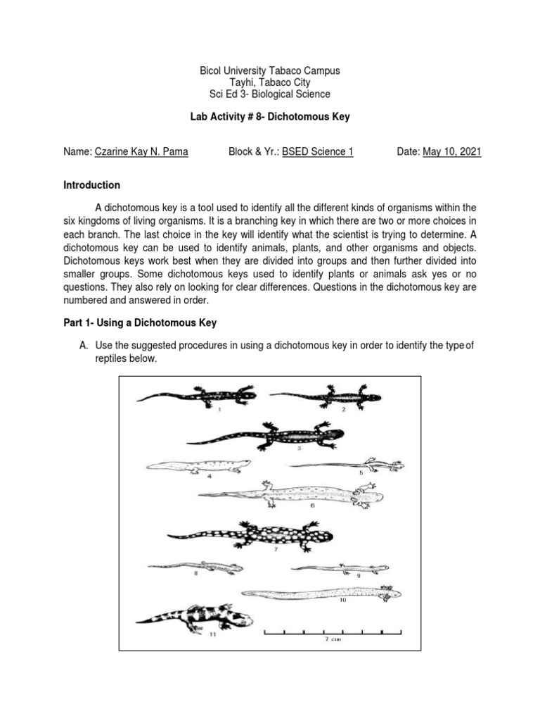 Lab 8 Dichotomous Key PDF Herpetology Amphibian