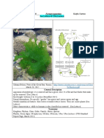 Biodiversity Log Entry # - 8 - Kayla Cuevas Sea Lettuce & Ulva Lactuca