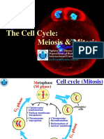 Chapter 2.2. The Cell Cycle Meiosis and Mitosis