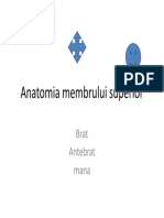 Anatomia Membrului Superior