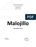 432185176-MALOJILLO