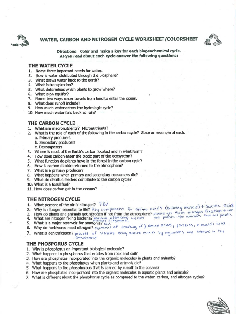 Cycle Questions and Nitrogen Cycle Answer Within Nitrogen Cycle Worksheet Answer Key