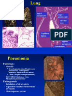 Type I Pneumocyte Type I Pneumocyte Alveolar Space: Capillary Lumen