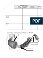 Practica Tejido Muscular