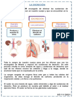 Sistema Excretor