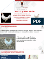 Archivetempexposicion Aves Hisex White