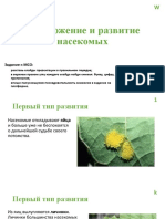 Размножение и развитие насекомых МСО-задание 6