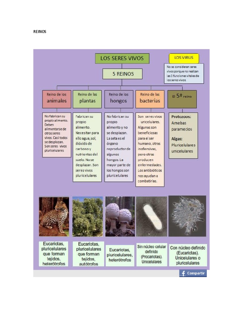 REINOS | PDF | Clasificación biológica | Taxa