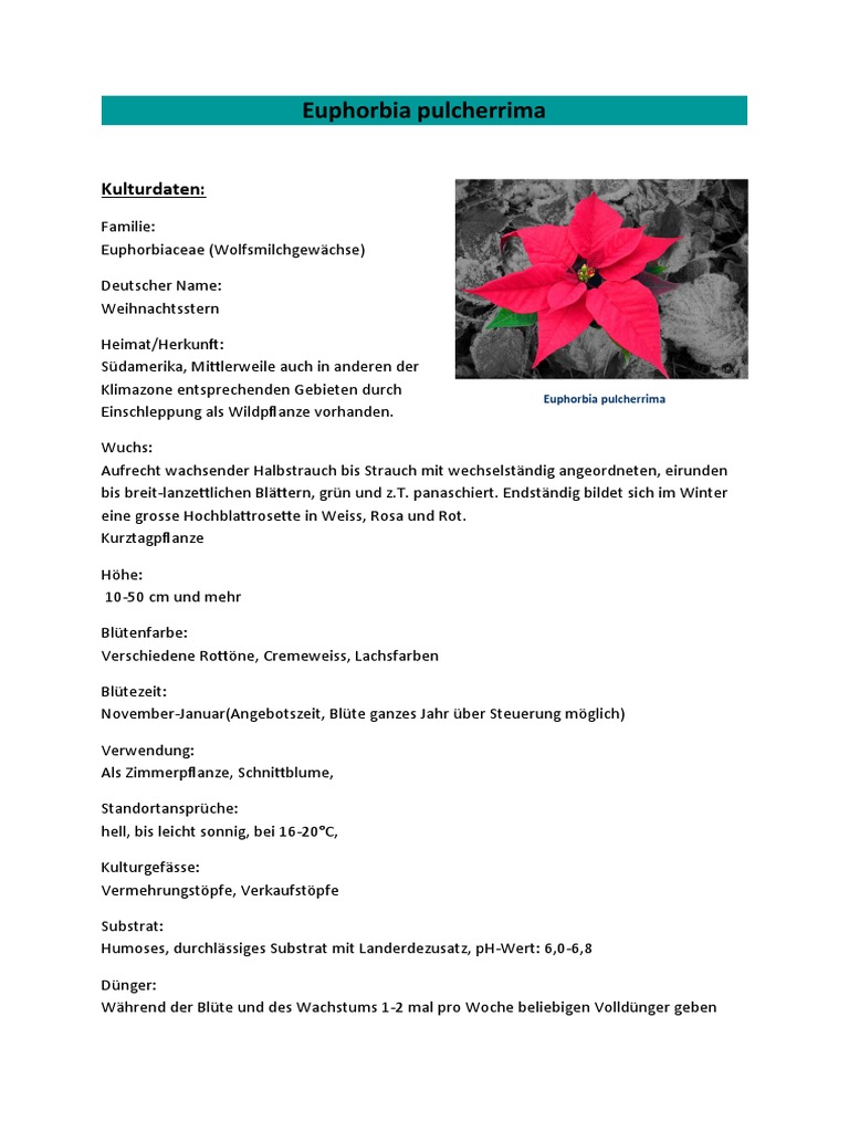 Weihnachtssterne | PDF
