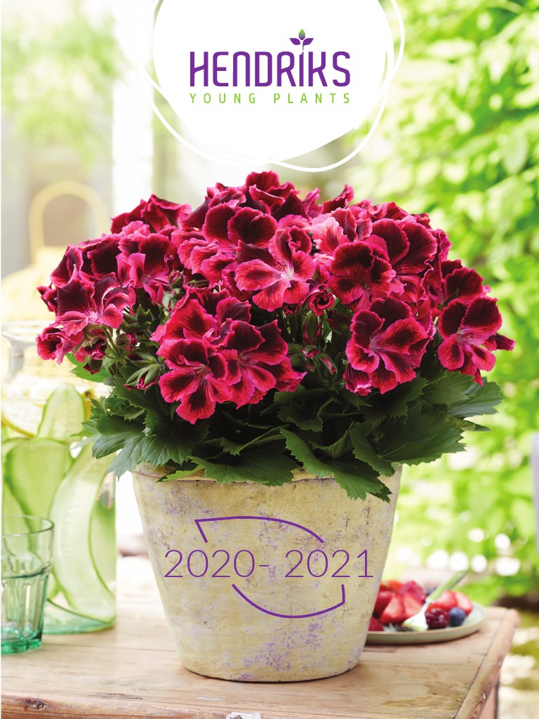 Hendriks Young Plants Catalogus 2020 2021 PDF