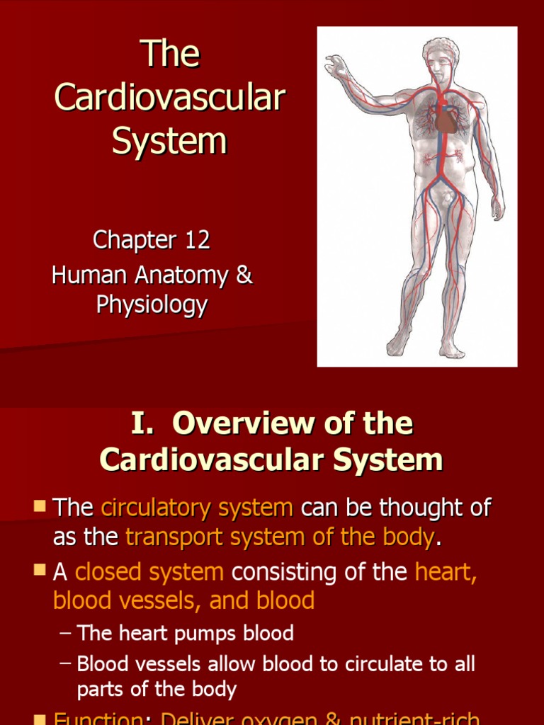 Cardiovascular System - Kd13 | PDF | Heart Valve | Heart