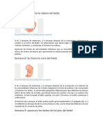 Desarrollo Fetal