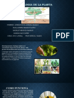 FISIOLOGIA DE LA PLANTA - pptx22