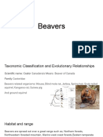 Beaver Presentation