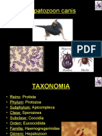 Ciclo de Hepatozoon canis