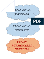 Vena Cava