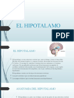 El Hipotalamo