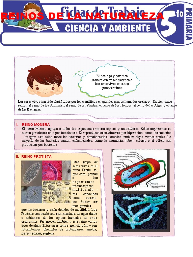 Reinos de La Naturaleza para Quinto Grado de Primaria | PDF | Plantas |  Hongo