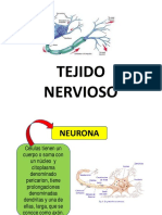 Tejido Nervioso