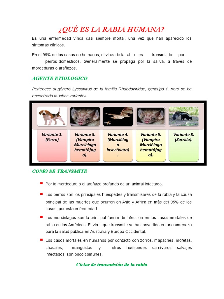 Síntomas y transmisión de la rabia humana | PDF | Rabia | Virología