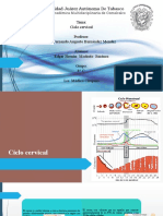 Ciclo Cervical