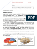 manuales de laboratorios 6  y 7 de microanatomia I