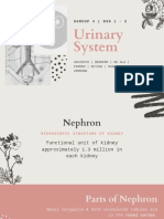 Urinary System and Nephron Anatomy