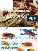 Plaga CUCARACHAS - Natalia Hdez Perez